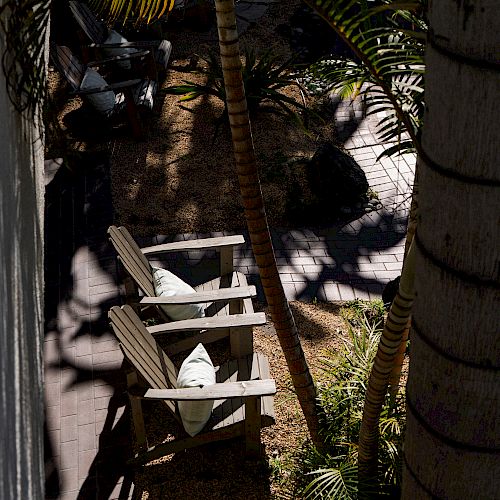 The image shows two empty wooden chairs in a shaded outdoor area with palm trees and some surrounding plants casting shadows on the ground.