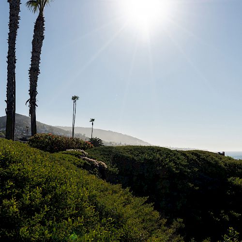 The image shows a sunny coastal scene with a hill covered in greenery, tall palm trees, and the ocean in the background.