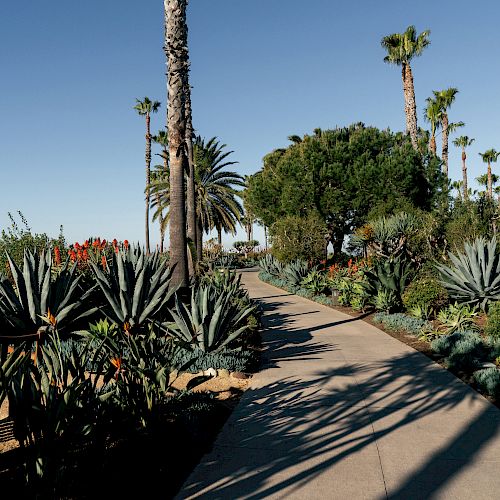 A scenic pathway flanked by various succulents, palm trees, and lush greenery, with a clear blue sky overhead, offers a serene and inviting atmosphere.