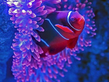 The image shows a clownfish nestled among the vibrant, colorful tentacles of a sea anemone, set against a deep blue underwater backdrop.