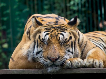 A tiger is lying down with its eyes closed, appearing to be resting or sleeping on a wooden surface.